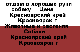 отдам в хорошие руки собаку  › Цена ­ 1 - Красноярский край, Красноярск г. Животные и растения » Собаки   . Красноярский край,Красноярск г.